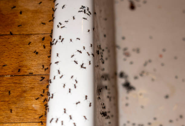 Best Bed Bug Extermination  in Orida Gulf Coast University, FL